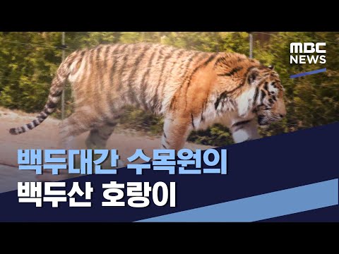 백두대간 수목원의 백두산 호랑이 (2022.05.21/통일전망대/MBC)