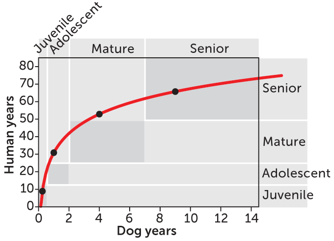 Calculating A Dog'S Age In Human Years Is Harder Than You Think