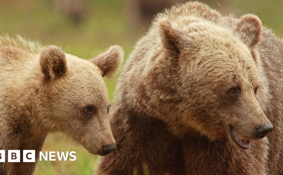 Why Bear Cubs Are Spending Longer With Their Mothers - Bbc News