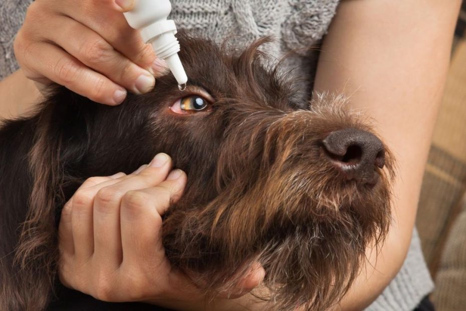 How Do I Treat A Dog Stye? | Pettable – Esa Experts