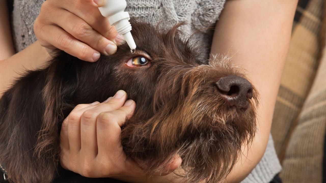 How Do I Treat A Dog Stye? | Pettable – Esa Experts