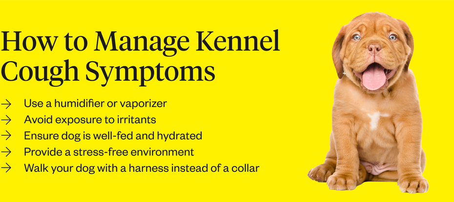 how-long-after-exposure-does-kennel-cough-emerge