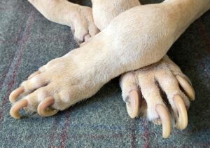 How Long Should Dog Nails Be? - Whole Dog Journal