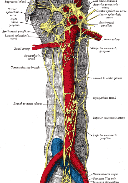 Prevertebral Ganglia - Wikipedia