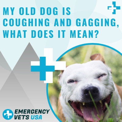 My Old Dog Is Coughing And Gagging, What Does It Mean?