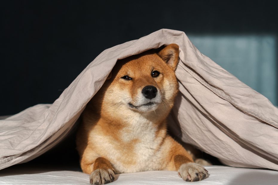 Do Dogs Like Being Under Covers? Unveiling Canine Comfort Secrets