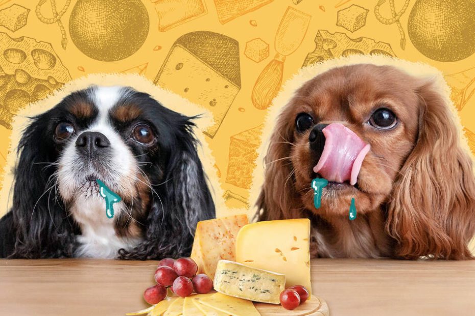 Can Dogs Eat Cheese? And What Amount Is Safe? - Dodowell - The Dodo