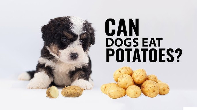 Can Dogs Eat Potatoes? Read Before You Feed