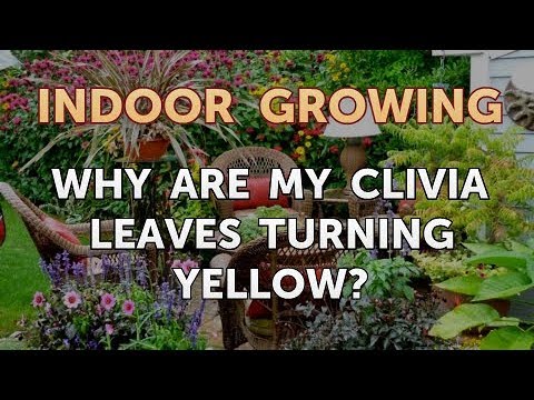 Why Are My Clivia Leaves Turning Yellow? - Youtube