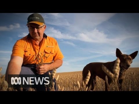 Grain farmers harvest crops despite the drought | ABC News