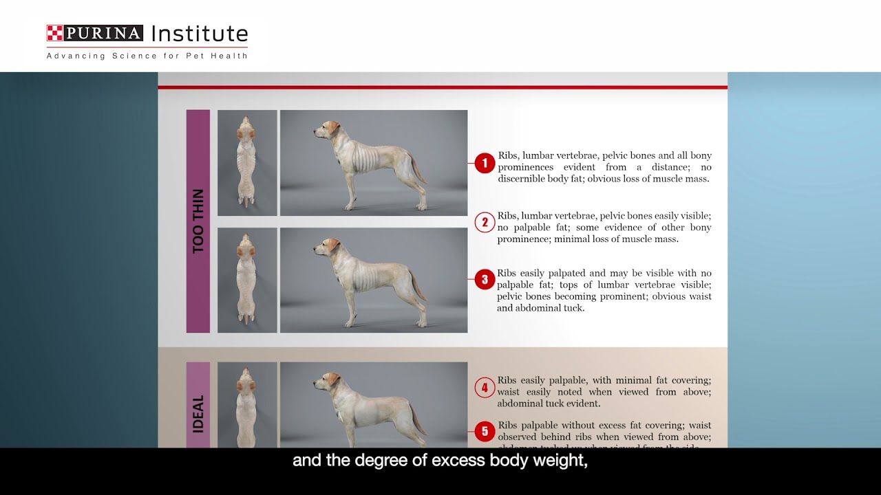 How To Evaluate Dog Body Condition | Purina Institute