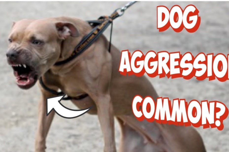 Can Pit Bulls Get Along With Other Dogs? - Youtube