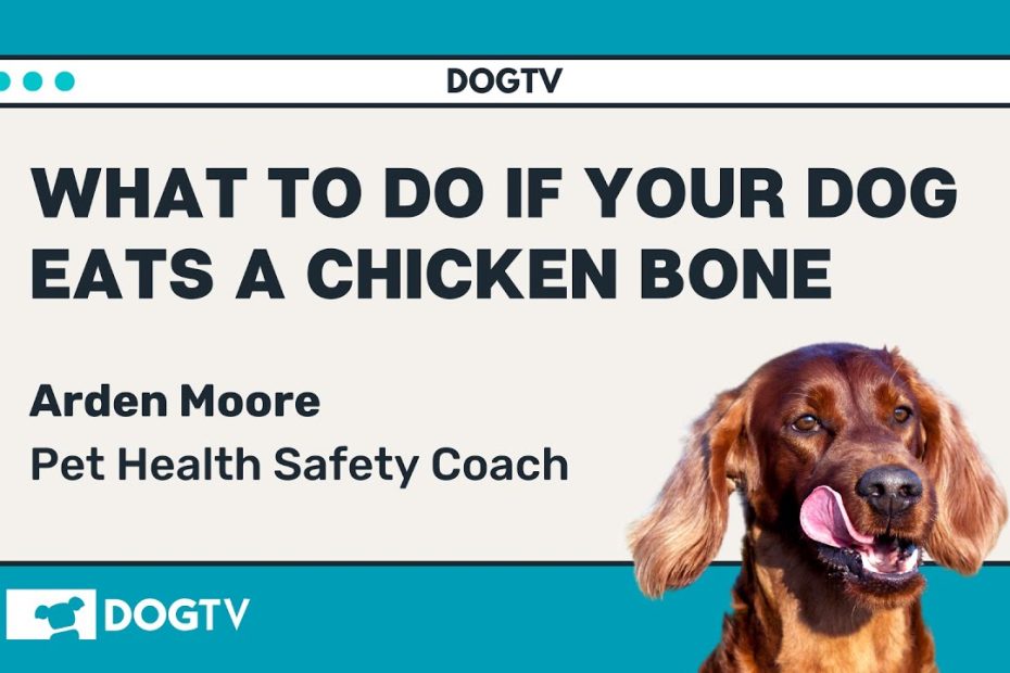 What Happens If A Dog Eats A Bone Important Safety Tips