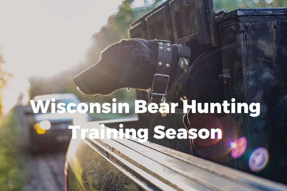 What Is Bear Season In Wisconsin A Guide To This Exciting Wildlife Event