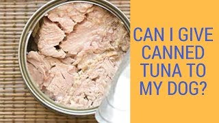 Can I Give Canned Tuna To My Dog? - Youtube