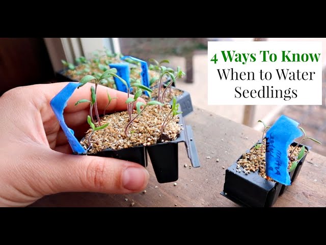 How Often Should I Water Seedlings For Optimal Growth?