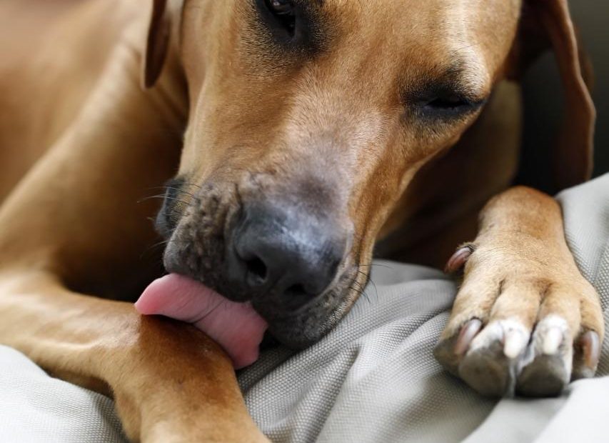 Why Do Dogs Lick Their Paws And What Does It Mean?