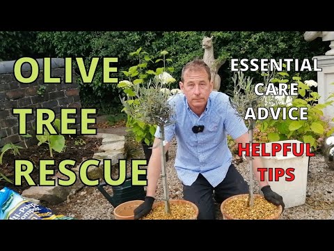 Olive Tree RESCUE. Olive Tree Care. Including planting, pruning, watering, feeding.