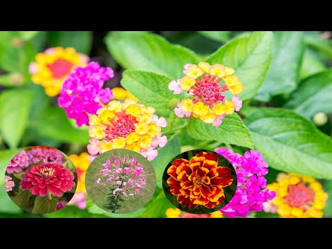 10 beste jaarlijkse bloemen die de volle zon kunnen verdragen - Tuintips